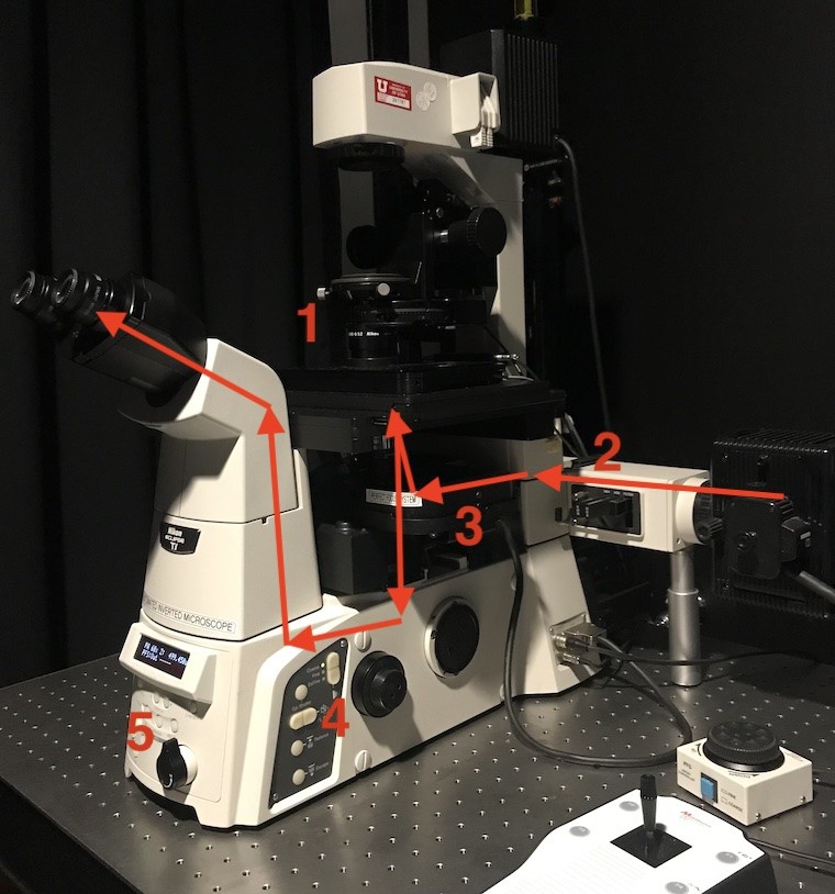 CI-SC-FluorescentPath.jpg